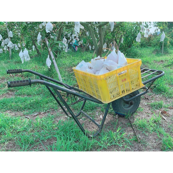 【期間限定予約販売・送料無料】最高級 ３Lサイズ以上超大玉指定！ 台湾マンゴー（愛文芒果） 2.5kg箱 5玉〜7玉