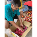 【期間限定予約販売・送料無料】最高級 ３Lサイズ以上超大玉指定！ 台湾マンゴー（愛文芒果） 5kg箱 9玉〜16玉