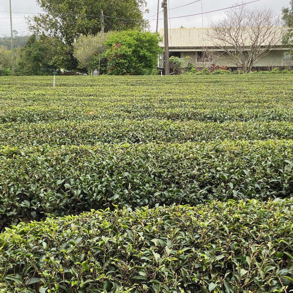 天仁茗茶 阿里山茶（ありさん） ティーバッグ｜3g×10袋入 | Taiwan
