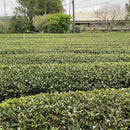 天仁茗茶 阿里山茶（ありさん） ティーバッグ｜3g×10袋入