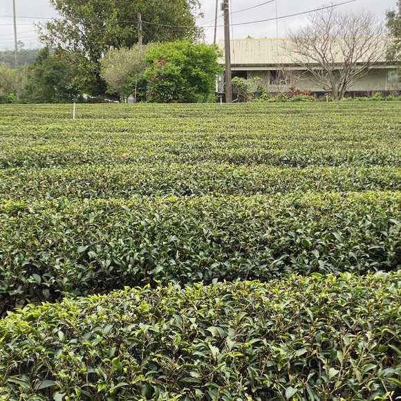 天仁茗茶 阿里山茶（ありさん） ティーバッグ｜3g×10袋入