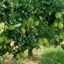 【期間限定予約販売・送料無料】最高級 台湾文旦 文旦ギフトボックス 3kg（5~9玉） 柚子