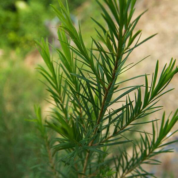 台湾 美琪 抗菌石けん ハーブ｜美琪抗菌香皂 草本 100g