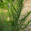 台湾 美琪 抗菌石けん ティーツリー ｜美琪抗菌香皂 茶樹 100g