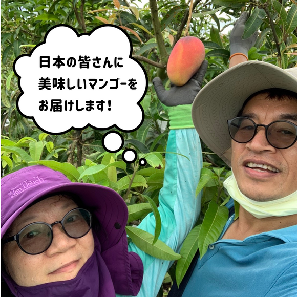 【期間限定予約販売・送料無料】最高級 ３Lサイズ以上超大玉指定！ 台湾マンゴー（愛文芒果） 5kg箱 9玉〜16玉
