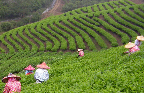 天仁茗茶 日月潭紅茶使用 くるみ入りナツメバー（ヌガー）｜天仁茗茶 紅茶核桃糕 180g（個包装）