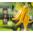 万応白花油 スティックロールタイプ ブッシュカン味｜白花油甦醒凝露 佛手柑味 15ml