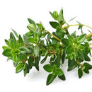 台湾 美琪 抗菌石けん ハーブ｜美琪抗菌香皂 草本 100g