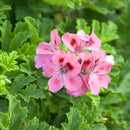 台湾万能グリーンオイル 緑油精 スティックロールタイプ ゼラニウムの香り｜綠油精 天竺葵滾珠瓶 5g