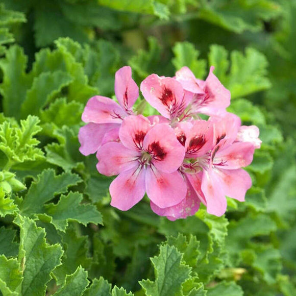 台湾万能グリーンオイル 緑油精 スティックロールタイプ ゼラニウムの香り｜綠油精 天竺葵滾珠瓶 5g