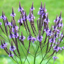 台湾万能グリーンオイル 緑油精 スティックロールタイプ クマツヅラの香り｜綠油精 馬鞭草滾珠瓶 5g