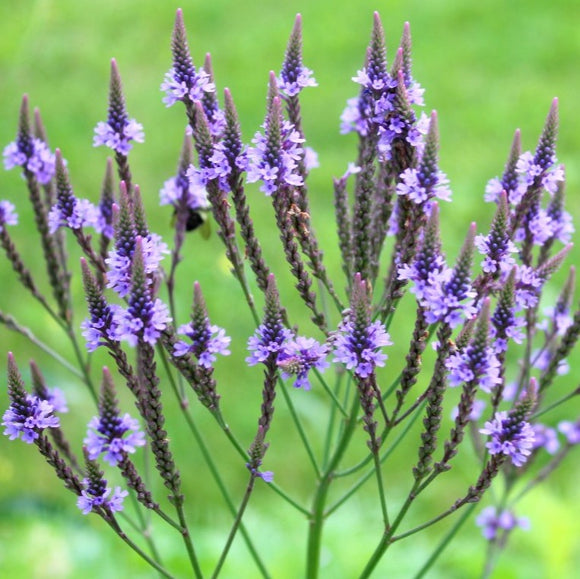 台湾万能グリーンオイル 緑油精 スティックロールタイプ クマツヅラの香り｜綠油精 馬鞭草滾珠瓶 5g