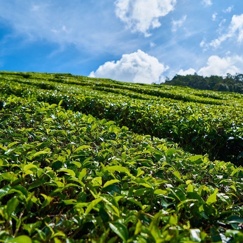 6種類飲み比べセット〉台湾リプトン 三角ティーバッグ｜立頓茗閒情